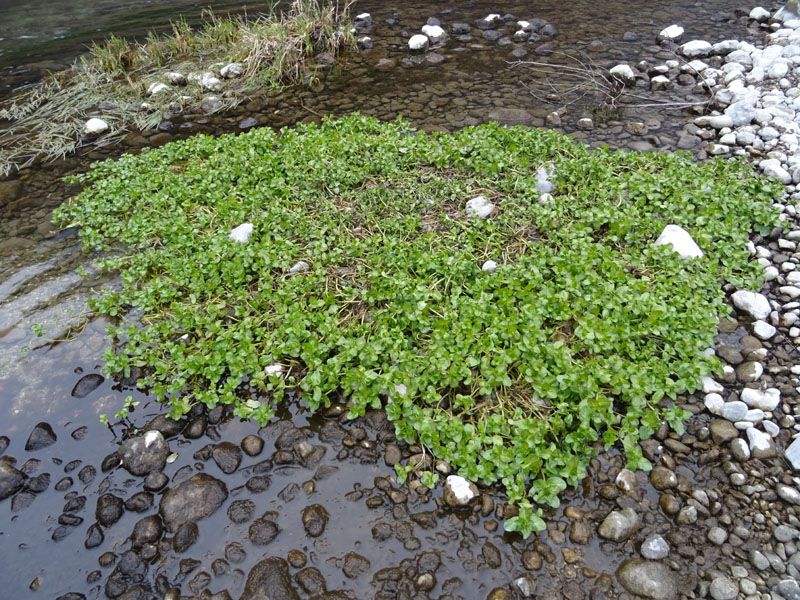 Veronica beccabunga - Plantaginaceae